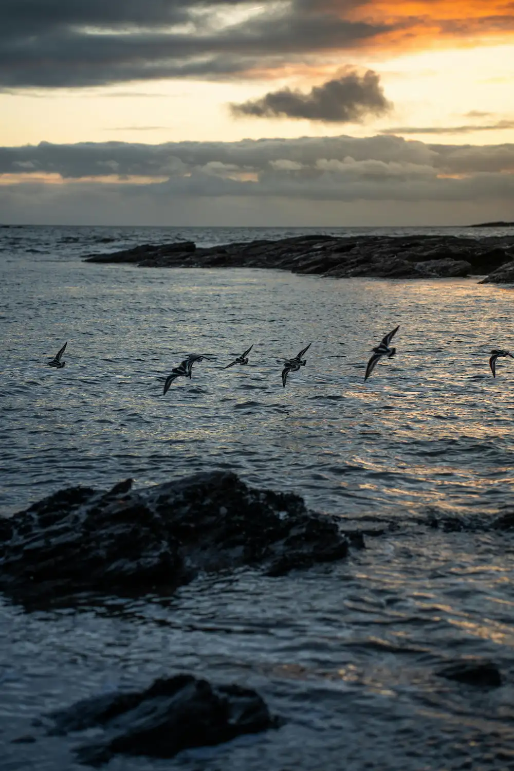 plage-couche-soleil-oiseau-clement-proust-pexels