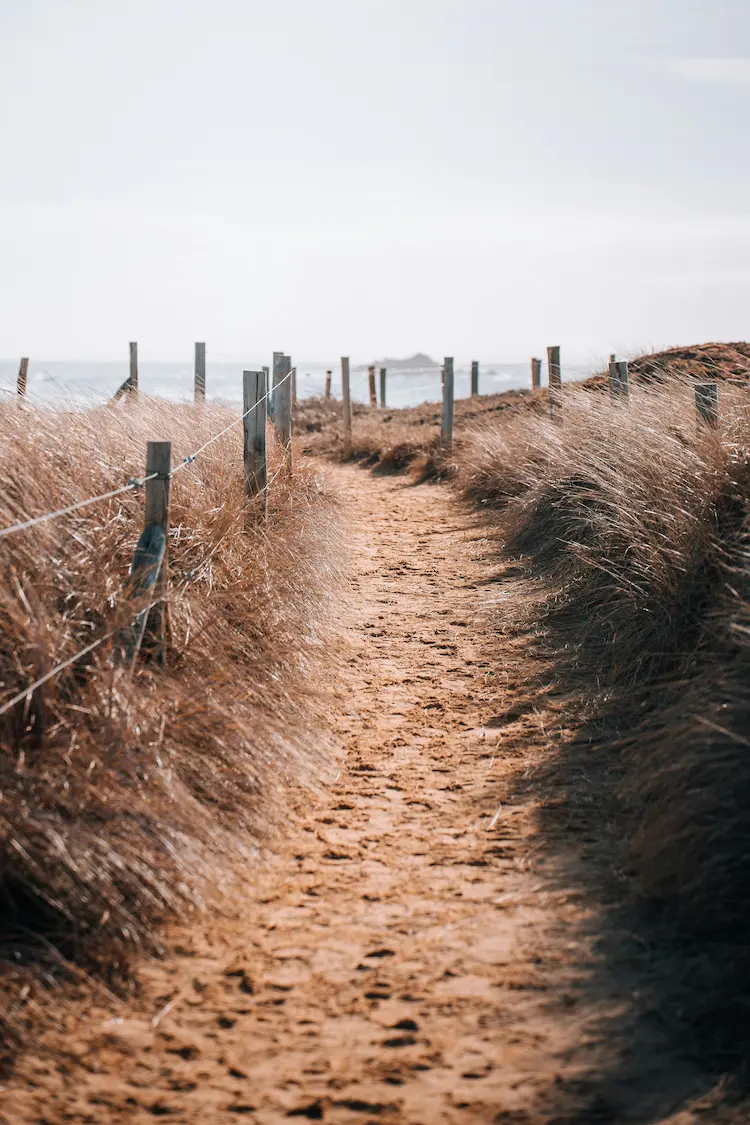 sentier-plage-clement-proust-pexels